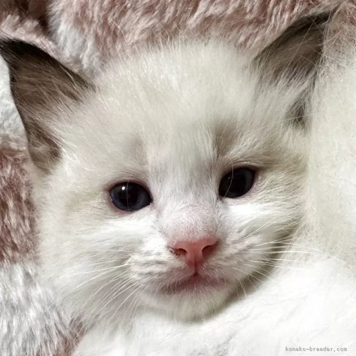 ID：2505-01511の子猫