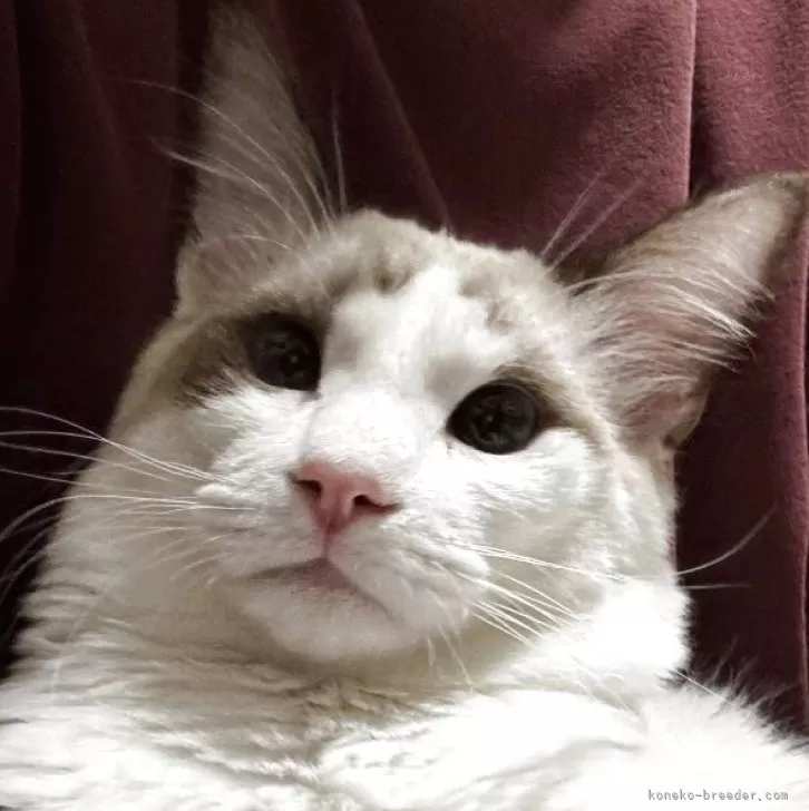 ラグドール【三重県・男の子・2025年4月10日・シールポイントバイカラー】の写真1