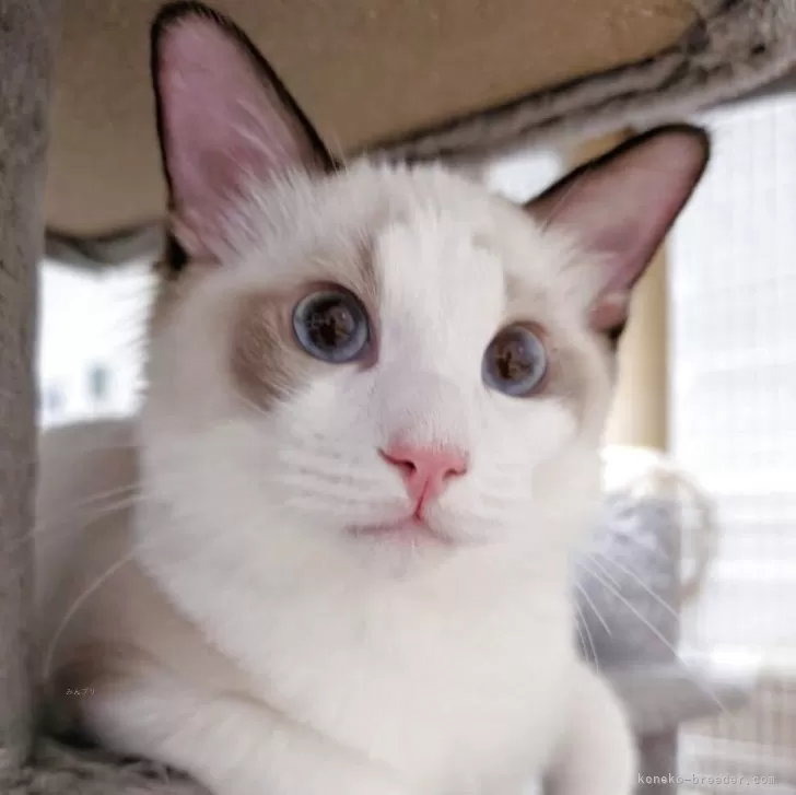 A.M 様のお迎えした子猫