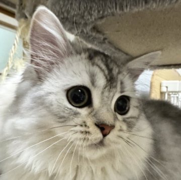 サイベリアン【三重県・女の子・2024年10月9日・シルバータビーアンドホワイト】の写真「めっちゃかわいい甘えんぼうさん」