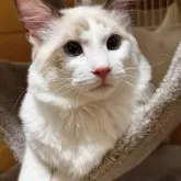 ラグドール【三重県・男の子・2025年4月10日・シールポイントバイカラー】の写真9