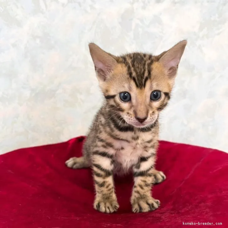 ID：2304-02643の子猫