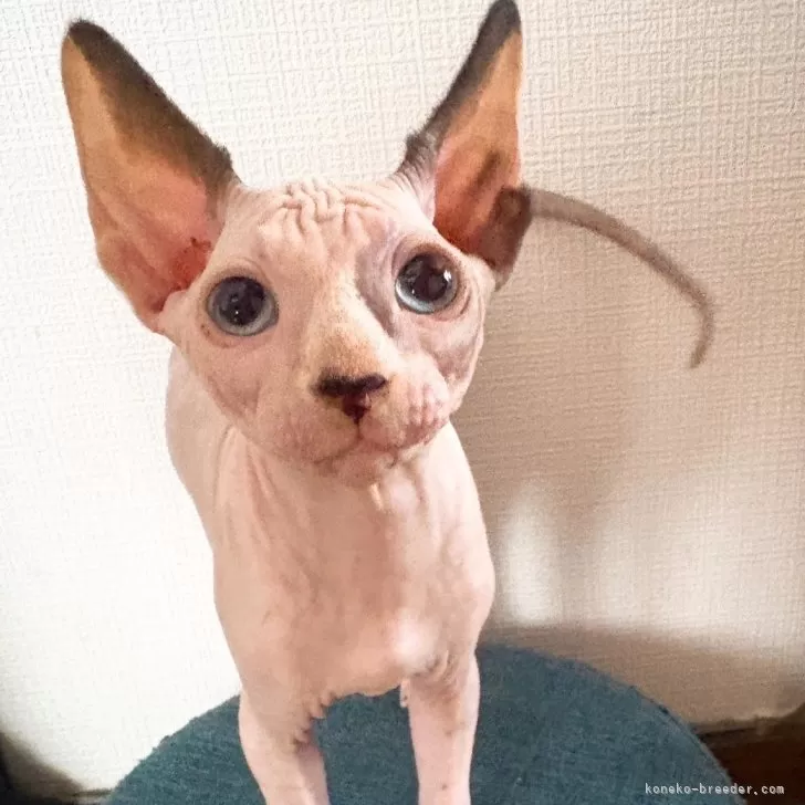 みち 様のお迎えした子猫