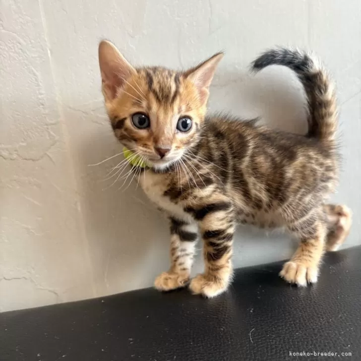 ID：2505-01595の子猫