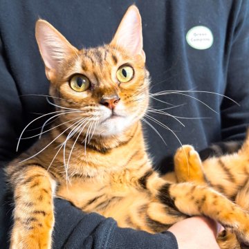 ベンガル【北海道・女の子・2025年4月9日・ブラウンスポッテドタビー(ロゼット)】の写真「抱っこをすると全脱力で溶けます🐱」