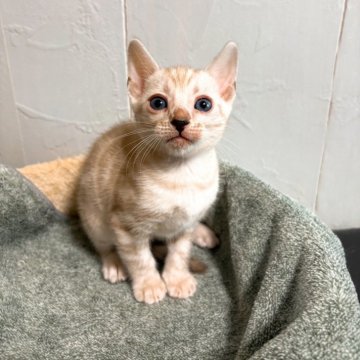 ベンガル【北海道・女の子・2025年10月20日・シールミンクスポッテドタビー(ロゼット)】の写真「可愛らしいお顔です🐱」