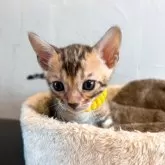 ベンガル