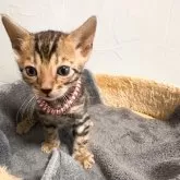 ベンガル