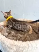 ベンガル【北海道・女の子・2025年7月24日・ブラウンスポッテドタビー(ロゼット)】の写真2