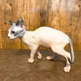 スフィンクス【北海道・女の子・2025年12月3日・ブラック&ホワイト】の写真3