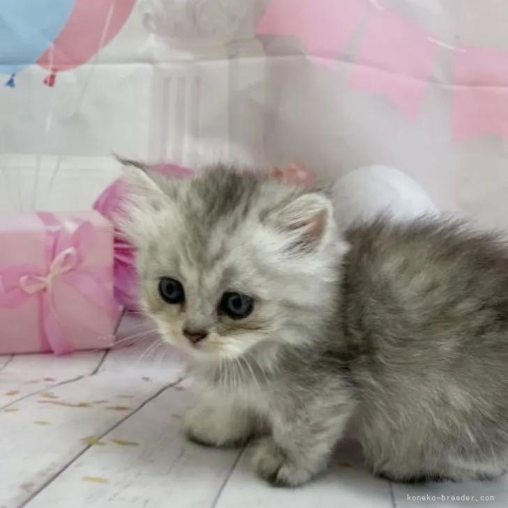 ID:2309-00174の子猫