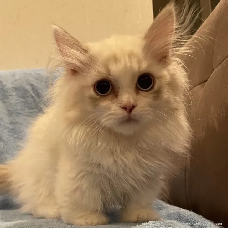 ID:2312-00648の子猫