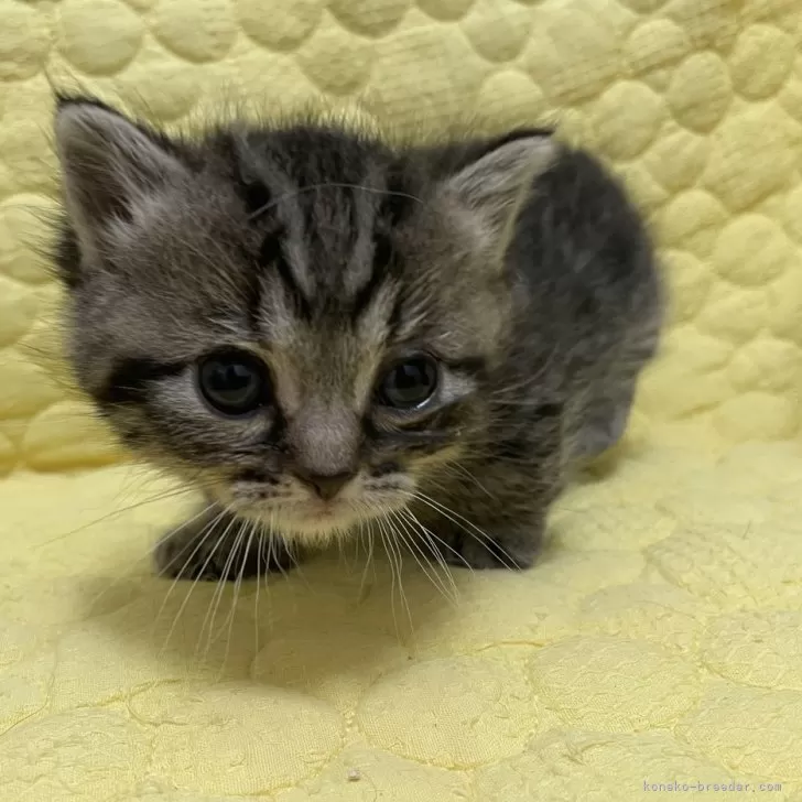 ID：2412-00021の子猫