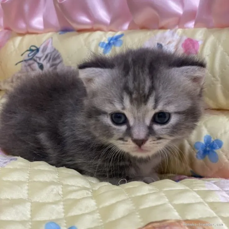 ID：2308-02517の子猫