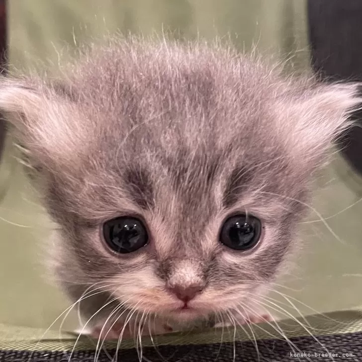 ID：2405-02106の子猫