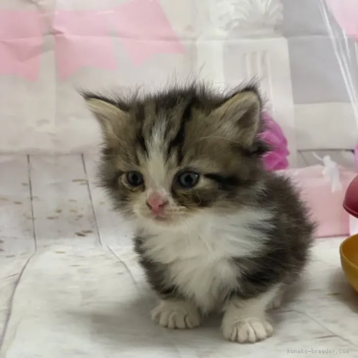 ID:2311-01156の子猫