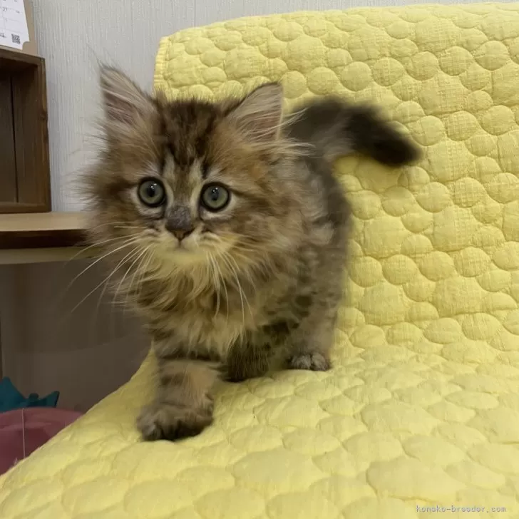 ID：2406-01823の子猫