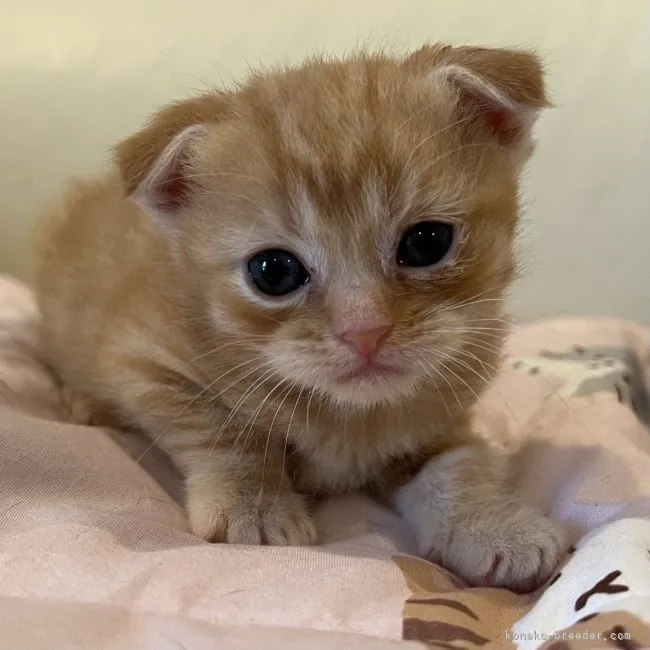 ID：2206-01505の子猫