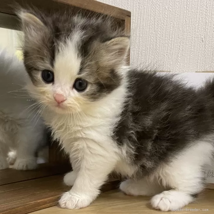 ID：2406-01058の子猫