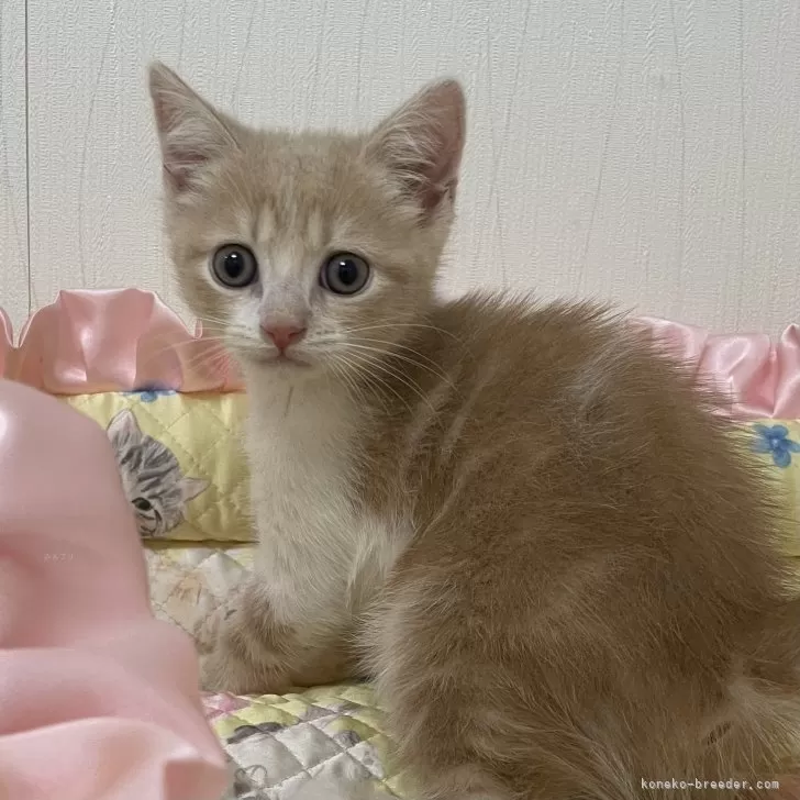 ID：2407-01293の子猫