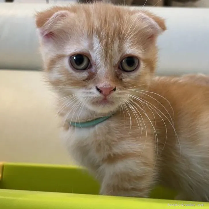 ID：2301-01685の子猫