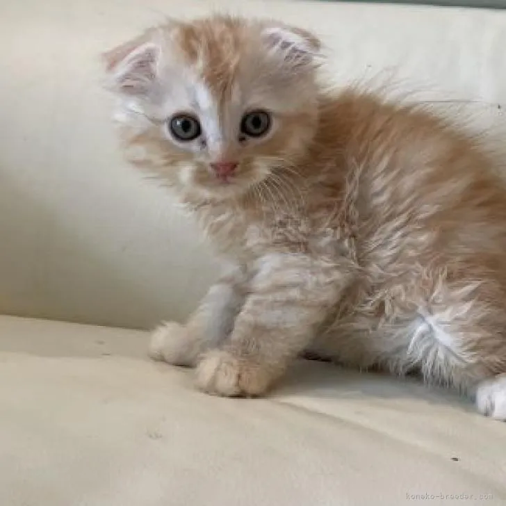 ID:2301-00409の子猫