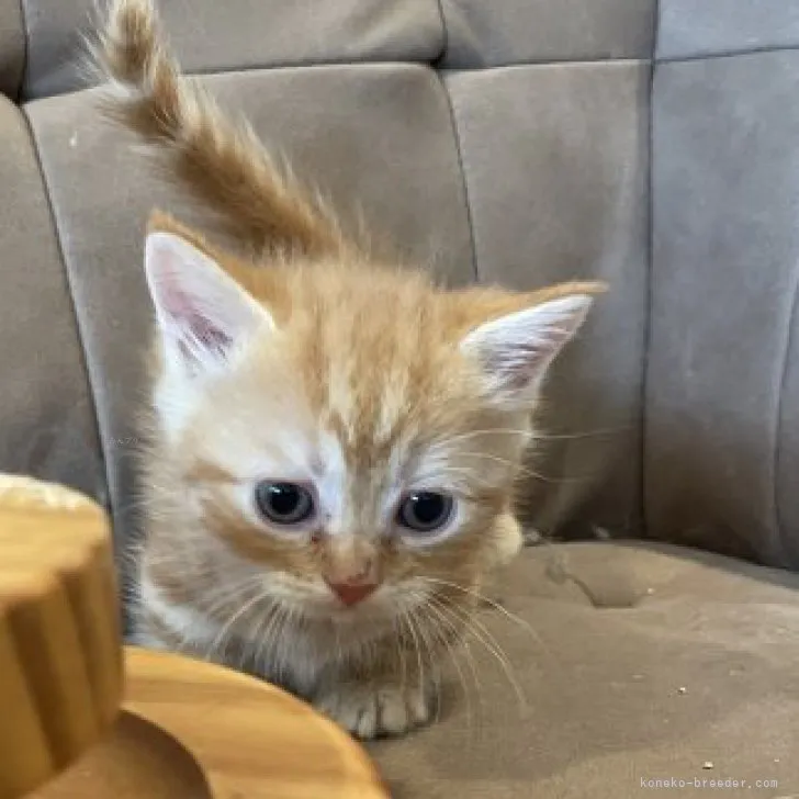 ぴーぼー 様のお迎えした子猫