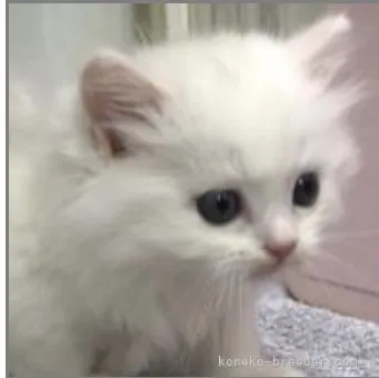 ID：2206-00167の子猫