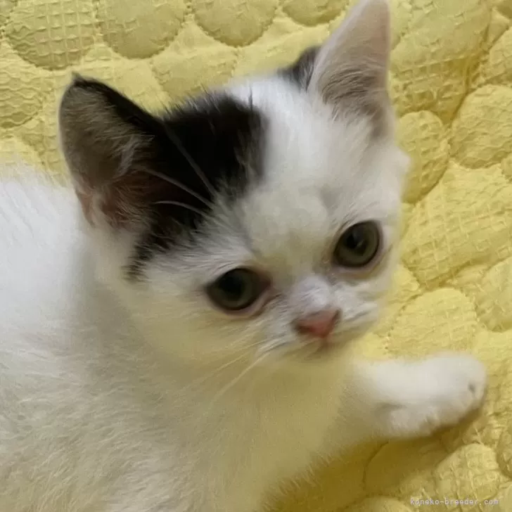 ID：2409-01221の子猫