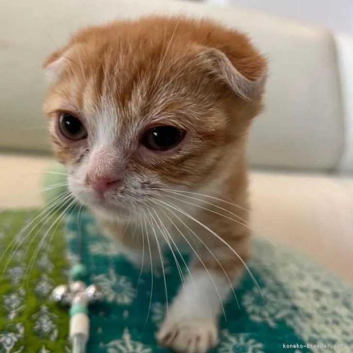 ID：2207-00244の子猫