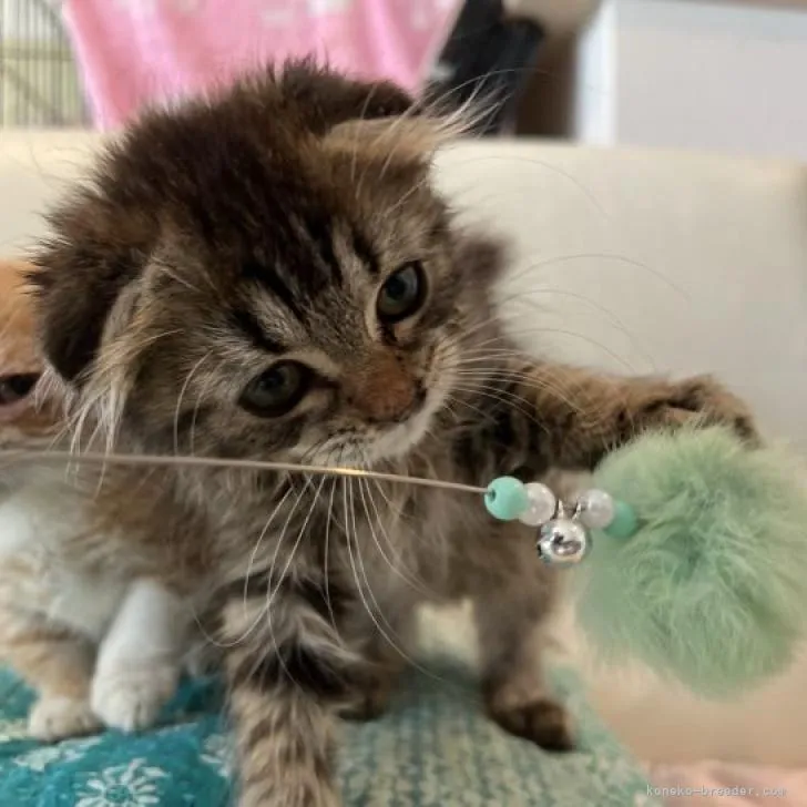ID：2207-00245の子猫