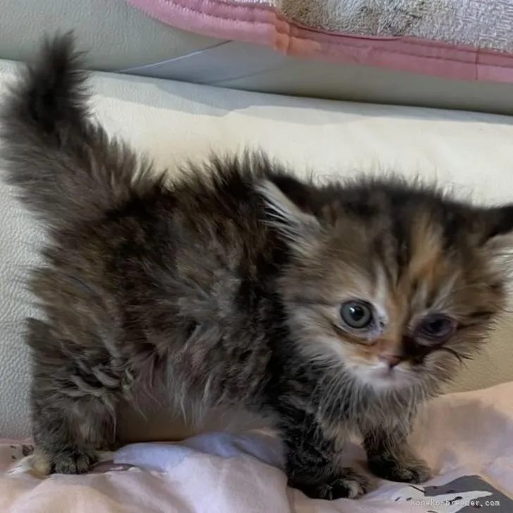 ID：2206-01558の子猫