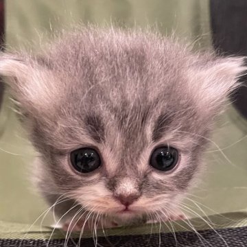 マンチカン(短足)【埼玉県・男の子・2024年4月22日・ブルータビー&ホワイト（短毛）】の写真「おめめくりくりの2頭身ボディ」