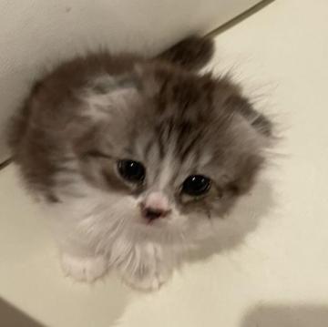 マンチカン(短足)【埼玉県・男の子・2023年2月2日・ブルー&ホワイト（長毛）】の写真「のんびりした甘えん坊の抱っこ好き」