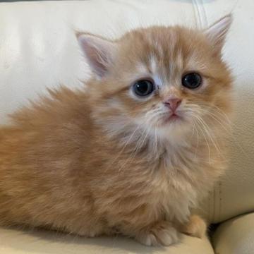 マンチカン(短足)【埼玉県・男の子・2023年2月2日・レッドタビー（長毛）】の写真「めちゃくちゃ甘えん坊のおっとりさん」