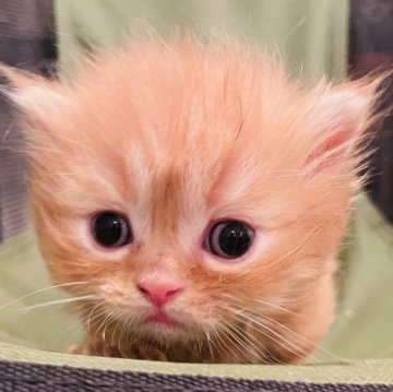 マンチカン(短足)【埼玉県・男の子・2024年5月2日・レッドタビー（ショート）】の写真「ころっころの元気くん」