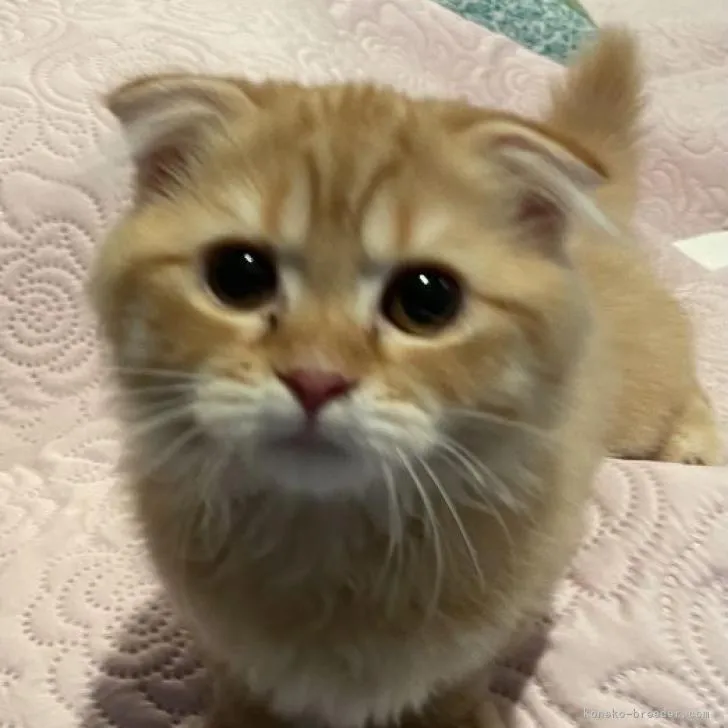 ID:2211-00461の子猫