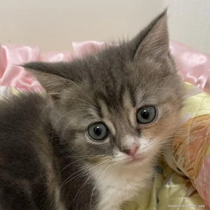 ぷあ 様のお迎えした子猫