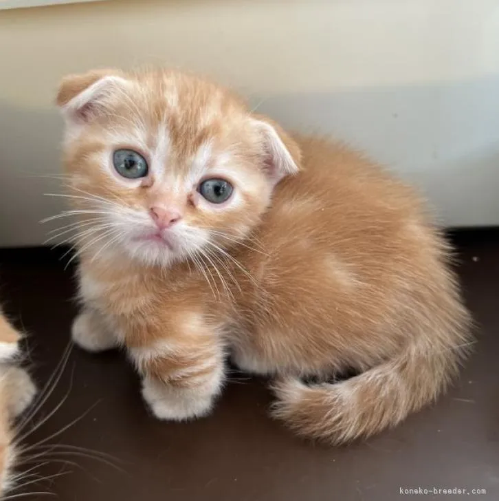 ID：2210-00142の子猫