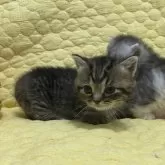 マンチカン(短足)【埼玉県・女の子・2024年10月22日・ブラウンタビー】の写真3