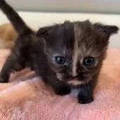 マンチカン(短足)【埼玉県・女の子・2022年5月15日・トーティシェル】の写真4