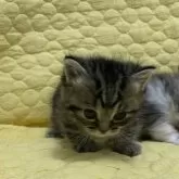 マンチカン(短足)【埼玉県・女の子・2024年10月22日・ブラウンタビー】の写真5