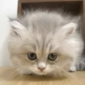 マンチカン(長足)【埼玉県・女の子・2025年10月2日・ブルークリーム】の写真11