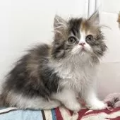 ミヌエット(長足)【埼玉県・女の子・2025年5月5日・キャリコ】の写真11