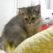 マンチカン(長足)【埼玉県・女の子・2025年7月9日・ブラウン】の写真12