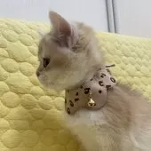 ブリティッシュショートヘア【埼玉県・男の子・2024年12月3日・ゴールデン】の写真13