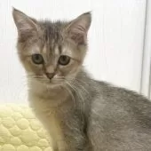 マンチカン(長足)【埼玉県・女の子・2025年7月9日・ブラウン】の写真14