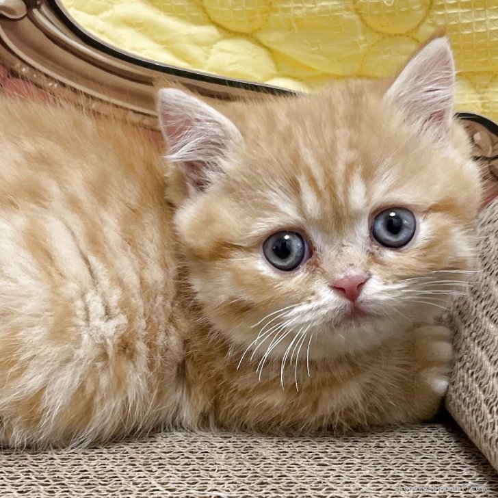 ブリーダー画像