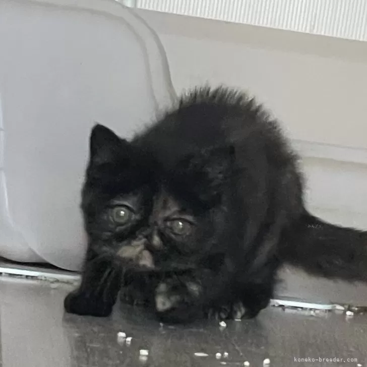 ID：2412-01700の子猫