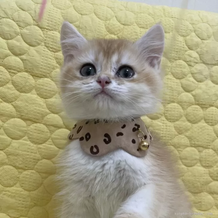 ID：2503-00030の子猫